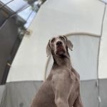 Jonesborough Animal Hospital: Hart Rachel J DVM