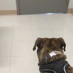Jonesborough Animal Hospital