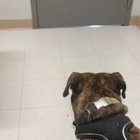Jonesborough Animal Hospital ico