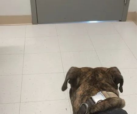 Jonesborough Animal Hospital