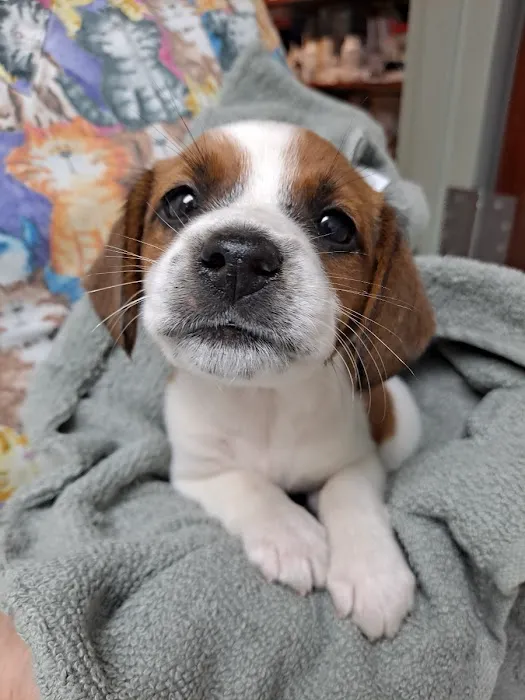 Jonesborough Animal Hospital Picture 10