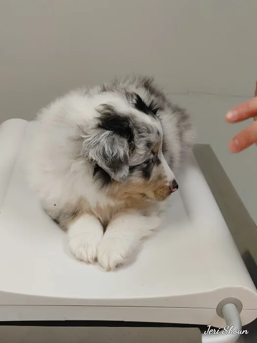 Jonesborough Animal Hospital Picture 5