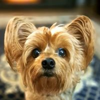 Sanders Animal Hospital ico