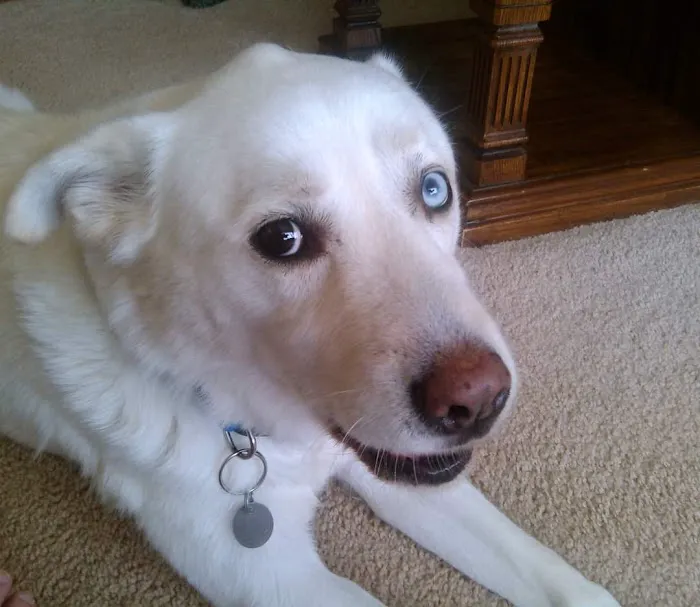 Town & Country Animal Hospital Picture 1