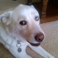 Town & Country Animal Hospital ico