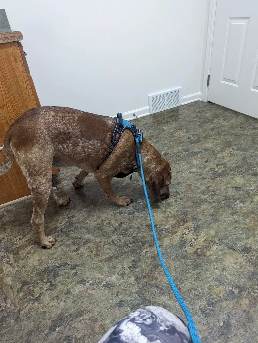 Town & Country Animal Hospital Picture 5