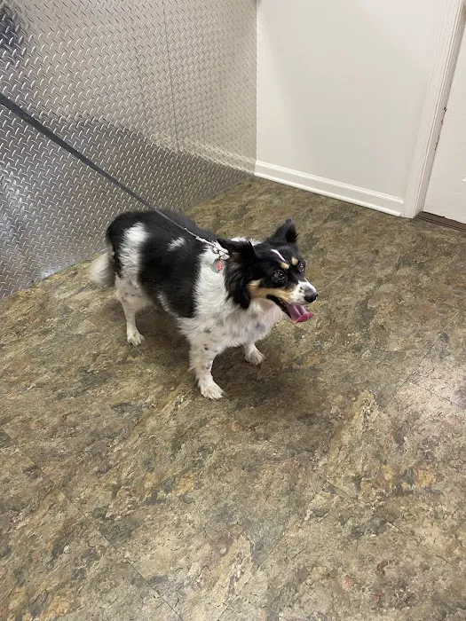Town & Country Animal Hospital Picture 7