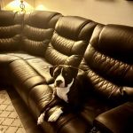 PriorityPet Urgent Care