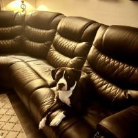 PriorityPet Urgent Care ico