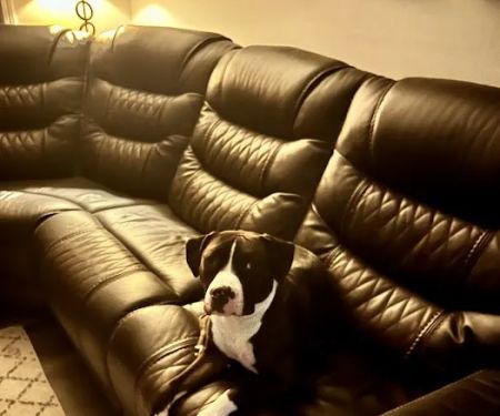 PriorityPet Urgent Care