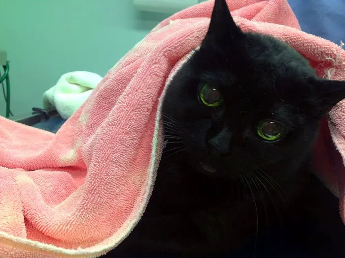 Clayton Animal Hospital Picture 10