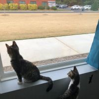 Stonewater Veterinary Hospital ico