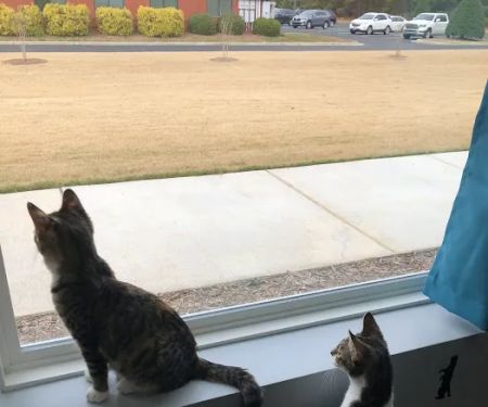 Stonewater Veterinary Hospital