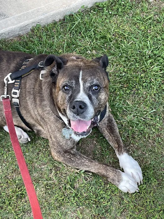 VetIQ Petcare Picture 10