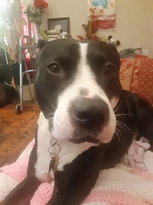 VetIQ Petcare Picture 4