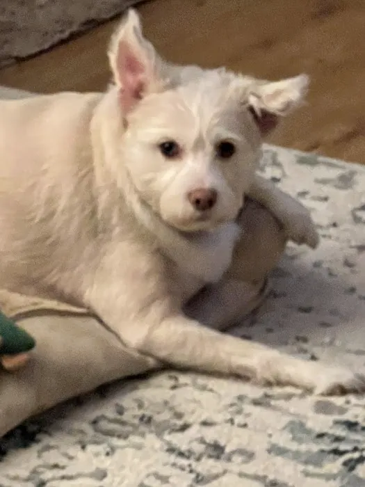 VetIQ Petcare Picture 7