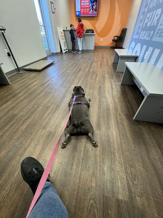 VetIQ Petcare Picture 8