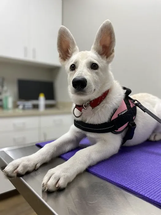 Amelia Grace Animal Hospital Picture 9