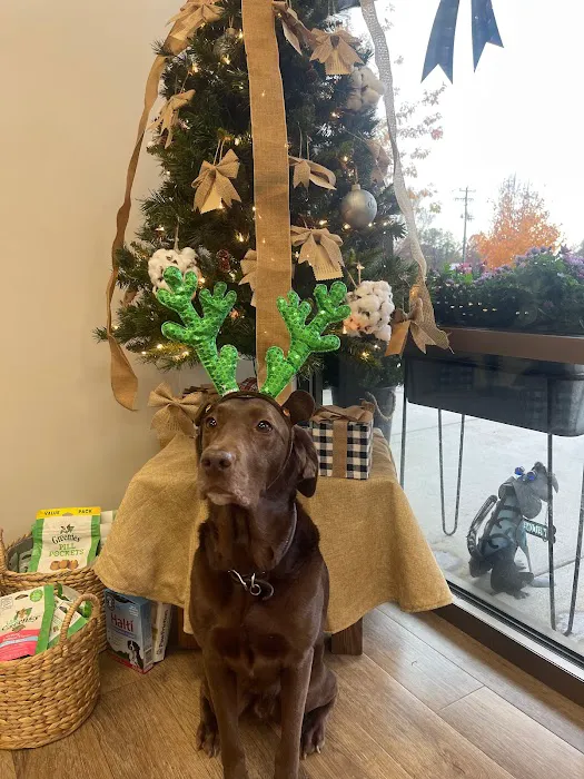 Amelia Grace Animal Hospital Picture 6