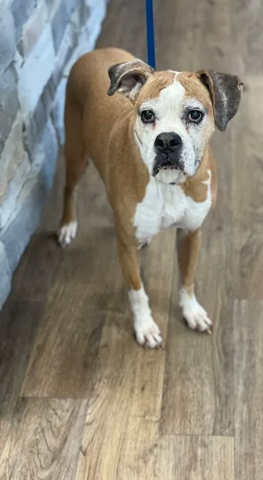 Amelia Grace Animal Hospital Picture 2
