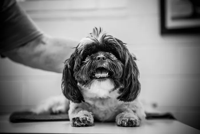 Johnston Animal Hospital Picture 6