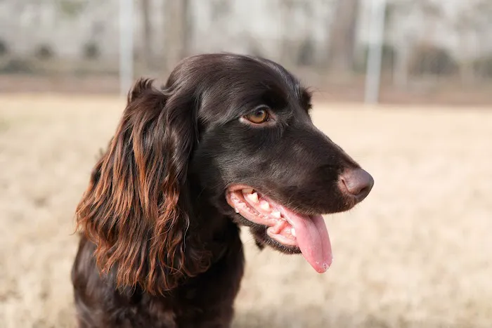 Johnston Animal Hospital Picture 4