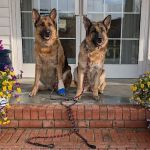 Cleveland Community Veterinary Hospital