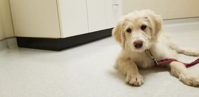 Cleveland School Animal Hospital Picture 1