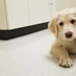 Cleveland School Animal Hospital