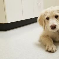 Cleveland School Animal Hospital ico