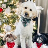 Riverside Veterinary Hospital: Bob Cameron DVM ico