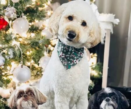 Riverside Veterinary Hospital: Bob Cameron DVM
