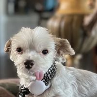 Riverside Veterinary Hospital ico