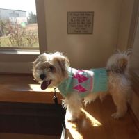 Creekside Animal Hospital ico