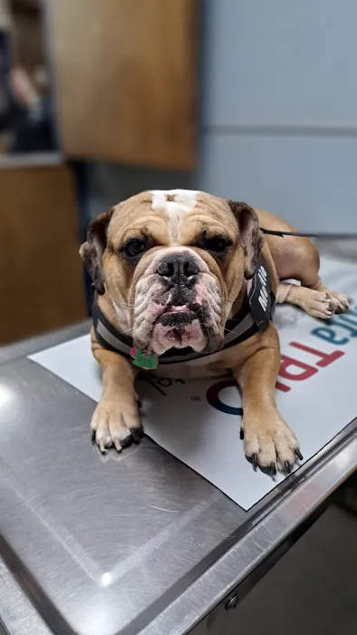 Roanoke Animal Hospital Picture 10