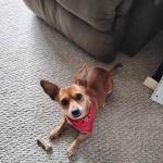 Roanoke Animal Hospital