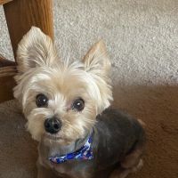 Lake Country Animal Hospital ico