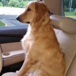 Lunenburg Animal Hospital