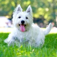 Oak Heart Veterinary Hospital & Emergency at South Saunders ico