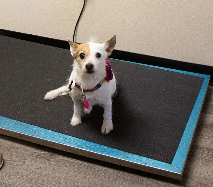 Ansede Animal Hospital Picture 3
