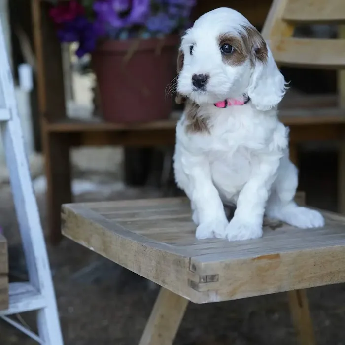 Gentle Care Animal Hospital at Tryon Picture 7