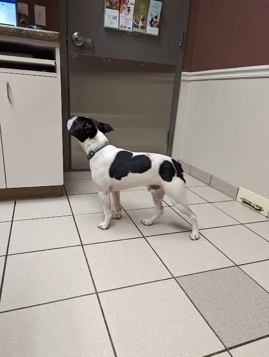 Gentle Care Animal Hospital at Tryon Picture 4