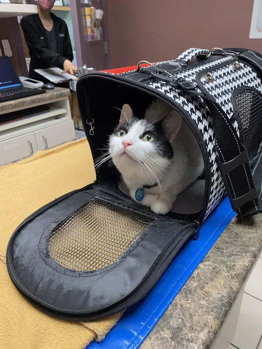 Gentle Care Animal Hospital at Tryon Picture 5