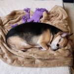 Gentle Care Animal Hospital at Tryon