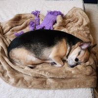 Gentle Care Animal Hospital at Tryon ico
