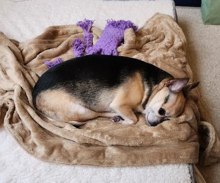 Gentle Care Animal Hospital at Tryon