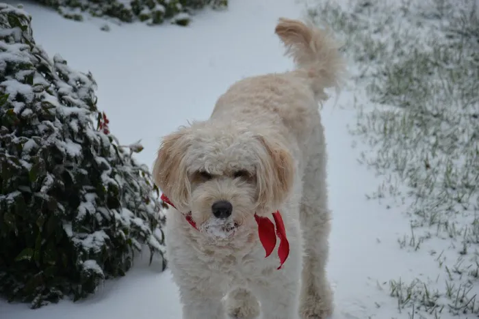 Swift Creek Animal Hospital Picture 5