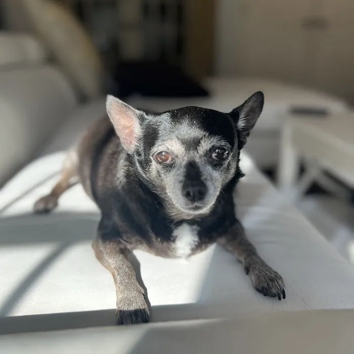 Swift Creek Animal Hospital Picture 4