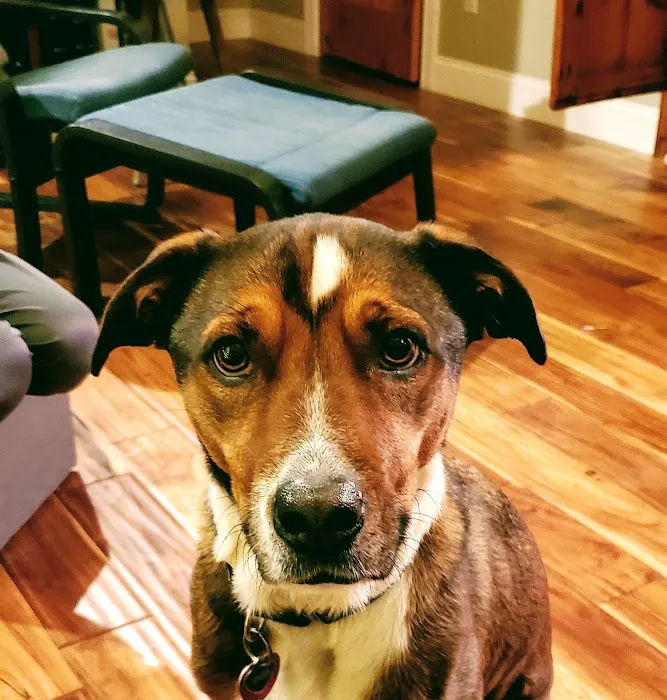 Swift Creek Animal Hospital Picture 8
