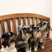 Swift Creek Animal Hospital ico